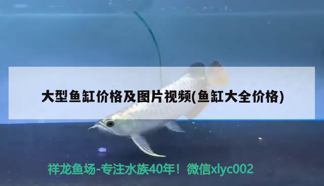 大型魚缸價格及圖片視頻(魚缸大全價格) 大嘴鯨魚