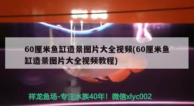 60厘米魚缸造景圖片大全視頻(60厘米魚缸造景圖片大全視頻教程) 大正錦鯉魚