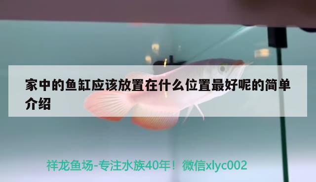 家中的魚缸應(yīng)該放置在什么位置最好呢的簡單介紹 錦鯉池魚池建設(shè)