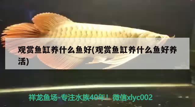 觀賞魚缸養(yǎng)什么魚好(觀賞魚缸養(yǎng)什么魚好養(yǎng)活)