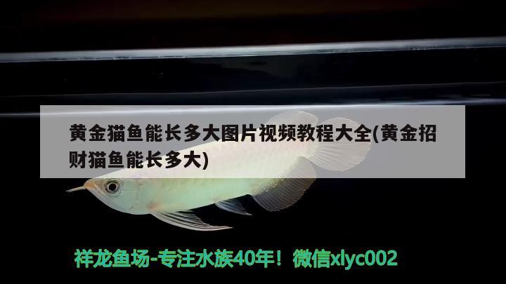 黃金貓魚能長多大圖片視頻教程大全(黃金招財(cái)貓魚能長多大) 黃金貓魚