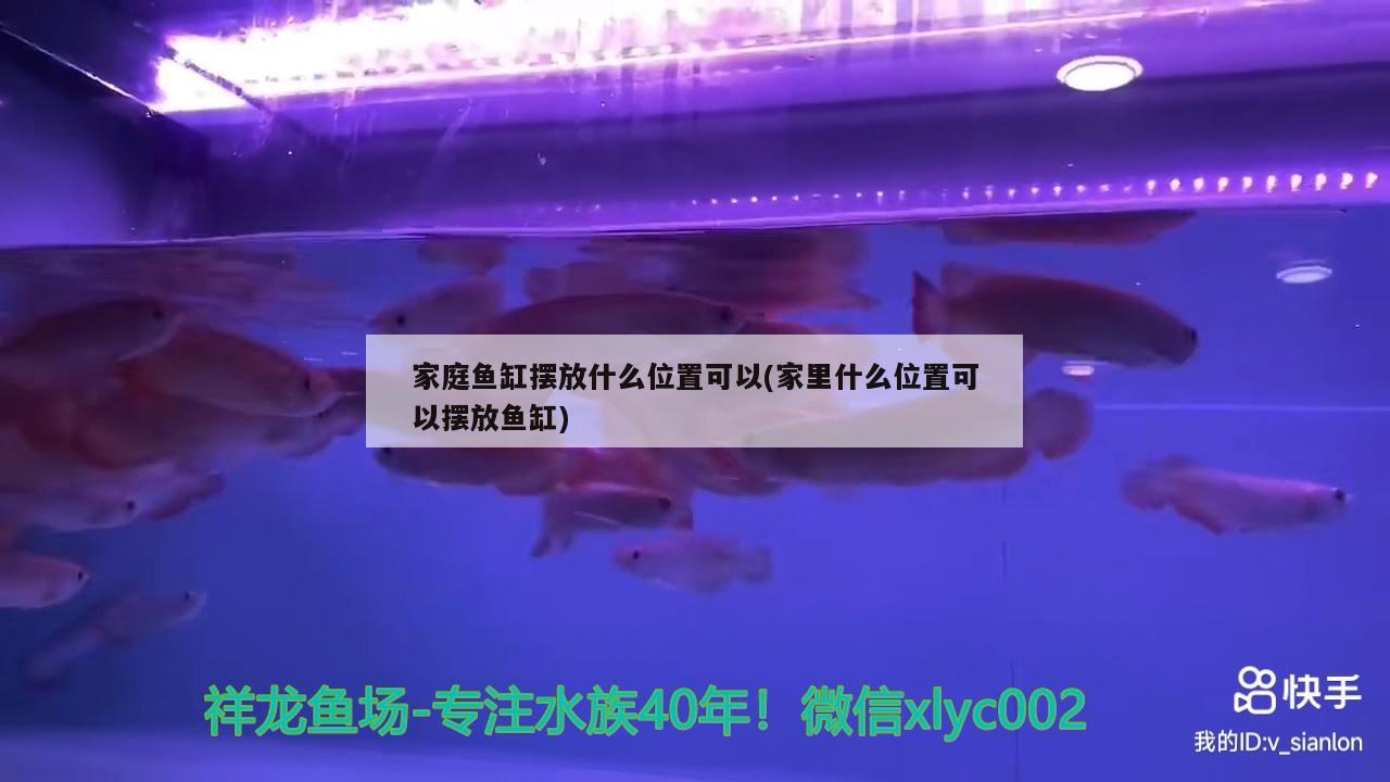 家庭魚缸擺放什么位置可以(家里什么位置可以擺放魚缸)