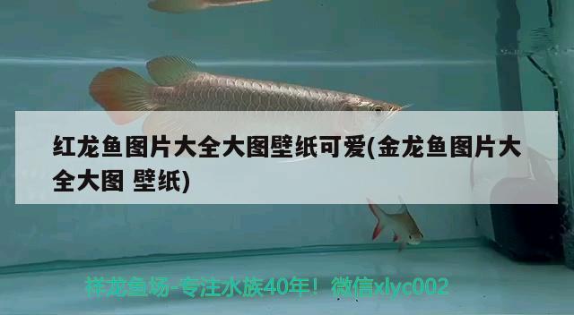 紅龍魚圖片大全大圖壁紙可愛(ài)(金龍魚圖片大全大圖壁紙)