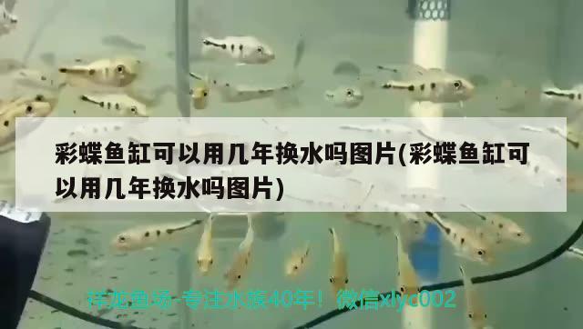 彩蝶魚缸可以用幾年換水嗎圖片(彩蝶魚缸可以用幾年換水嗎圖片) 帝王迷宮魚