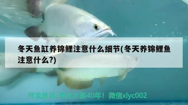 冬天魚缸養(yǎng)錦鯉注意什么細(xì)節(jié)(冬天養(yǎng)錦鯉魚注意什么?) 祥龍藍(lán)珀金龍魚