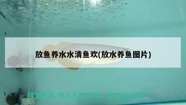 放魚(yú)養(yǎng)水水清魚(yú)歡(放水養(yǎng)魚(yú)圖片)