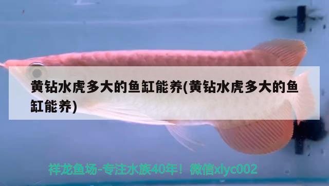 黃鉆水虎多大的魚缸能養(yǎng)(黃鉆水虎多大的魚缸能養(yǎng))