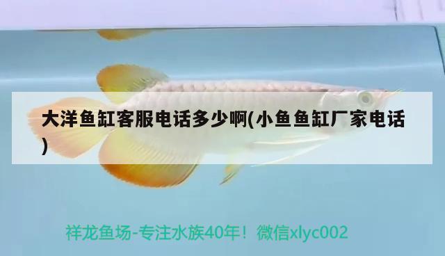 大洋魚缸客服電話多少啊(小魚魚缸廠家電話)