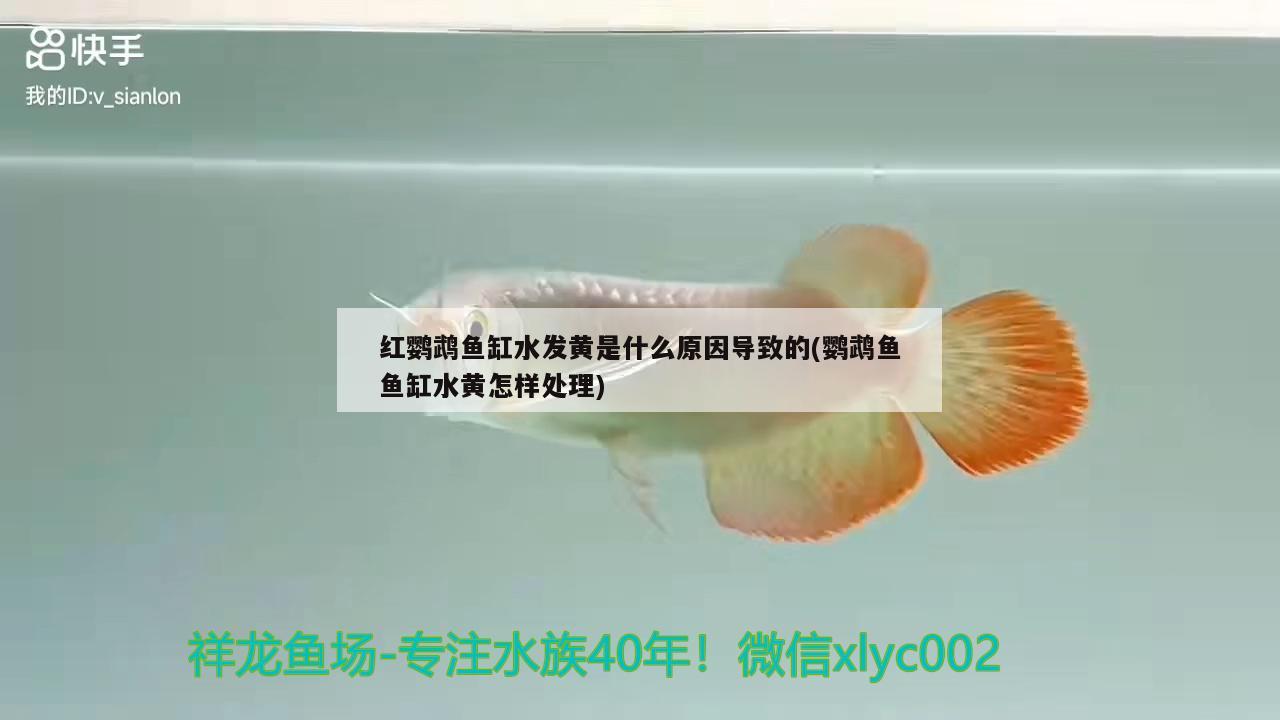 紅鸚鵡魚缸水發(fā)黃是什么原因導致的(鸚鵡魚魚缸水黃怎樣處理) 鸚鵡魚