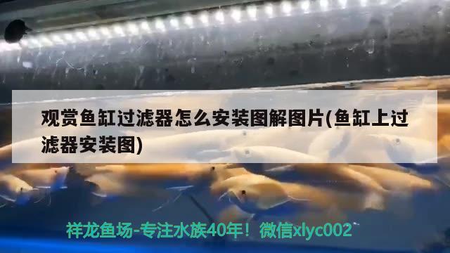 觀賞魚缸過濾器怎么安裝圖解圖片(魚缸上過濾器安裝圖) 泰國虎魚（泰虎）