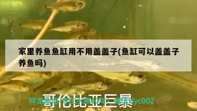 家里養(yǎng)魚(yú)魚(yú)缸用不用蓋蓋子(魚(yú)缸可以蓋蓋子養(yǎng)魚(yú)嗎) 紅龍福龍魚(yú)