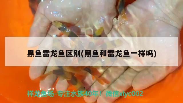 黑魚雷龍魚區(qū)別(黑魚和雷龍魚一樣嗎) 龍魚芯片掃碼器