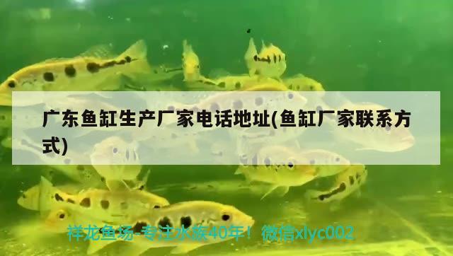 廣東魚缸生產(chǎn)廠家電話地址(魚缸廠家聯(lián)系方式) 胭脂孔雀龍魚