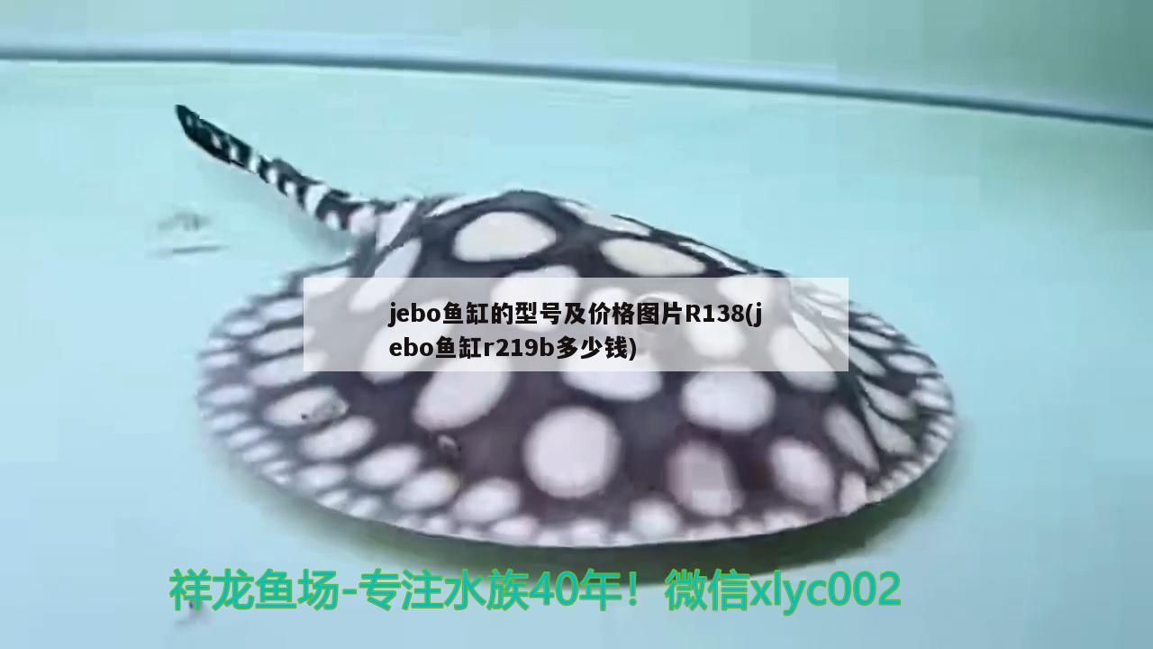 jebo魚缸的型號(hào)及價(jià)格圖片R138(jebo魚缸r219b多少錢) 胭脂孔雀龍魚