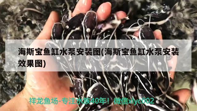 海斯寶魚缸水泵安裝圖(海斯寶魚缸水泵安裝效果圖)