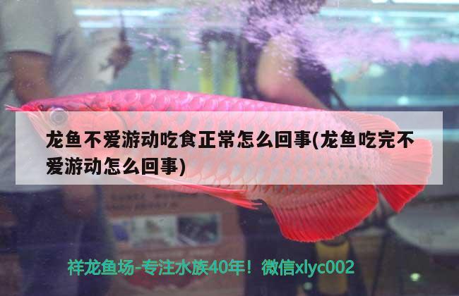 龍魚不愛游動吃食正常怎么回事(龍魚吃完不愛游動怎么回事) 圖騰金龍魚