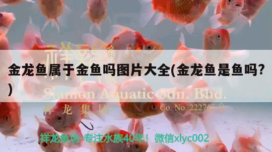 金龍魚屬于金魚嗎圖片大全(金龍魚是魚嗎?)