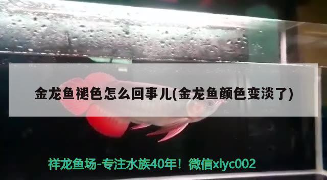 金龍魚褪色怎么回事兒(金龍魚顏色變淡了) 肥料