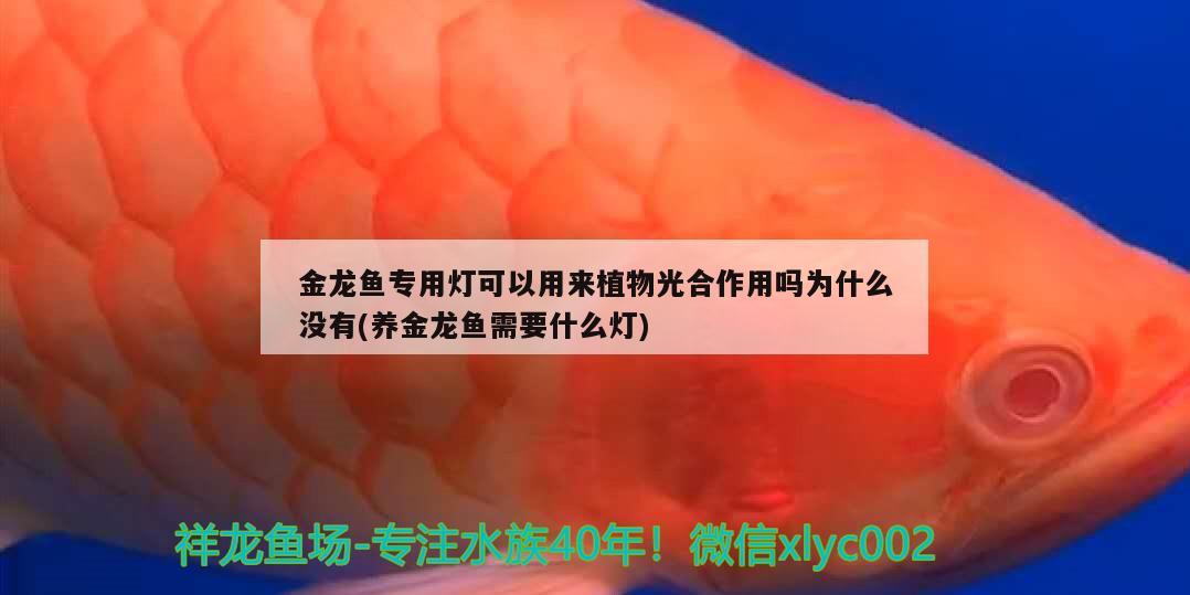 金龍魚專用燈可以用來植物光合作用嗎為什么沒有(養(yǎng)金龍魚需要什么燈)