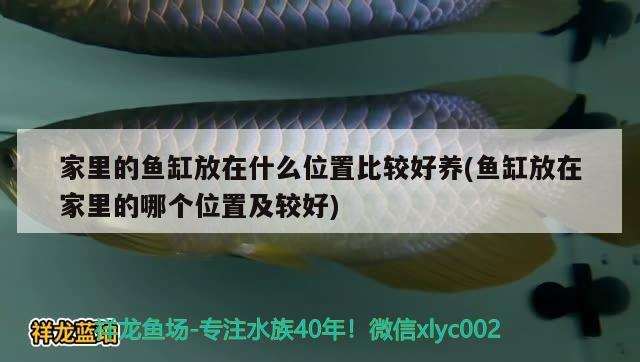 家里的魚缸放在什么位置比較好養(yǎng)(魚缸放在家里的哪個位置及較好)