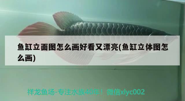 魚(yú)缸立面圖怎么畫(huà)好看又漂亮(魚(yú)缸立體圖怎么畫(huà)) 黃寬帶蝴蝶魚(yú)