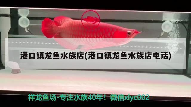 港口鎮(zhèn)龍魚水族店(港口鎮(zhèn)龍魚水族店電話) 白子金龍魚