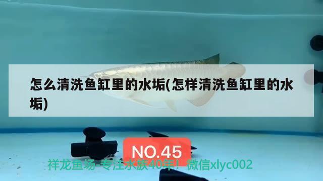 怎么清洗魚(yú)缸里的水垢(怎樣清洗魚(yú)缸里的水垢) 龍魚(yú)批發(fā)