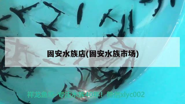 固安水族店(固安水族市場) 豹紋夫魚苗