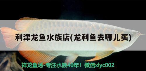 利津龍魚水族店(龍利魚去哪兒買) 紅頭利魚