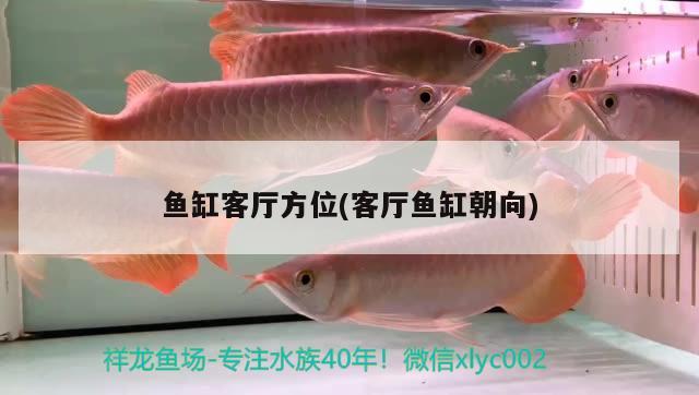 魚缸客廳方位(客廳魚缸朝向) 蝴蝶鯉魚苗