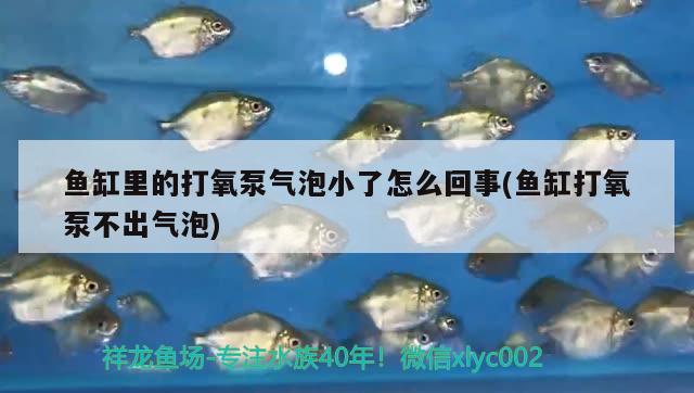 魚(yú)缸里的打氧泵氣泡小了怎么回事(魚(yú)缸打氧泵不出氣泡) 雙線側(cè)魚(yú)