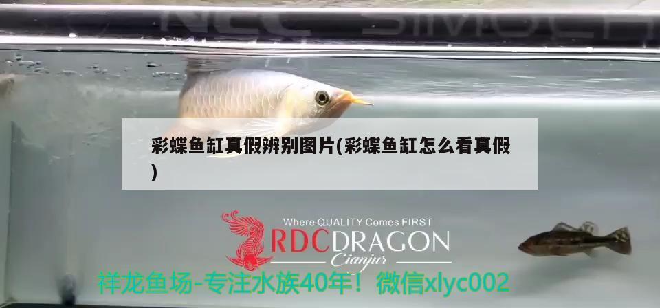 彩蝶魚缸真假辨別圖片(彩蝶魚缸怎么看真假)