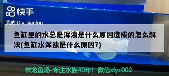 魚缸里的水總是渾濁是什么原因造成的怎么解決(魚缸水渾濁是什么原因?) 翡翠鳳凰魚