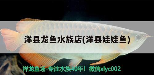 洋縣龍魚(yú)水族店(洋縣娃娃魚(yú)) 名貴錦鯉魚(yú)