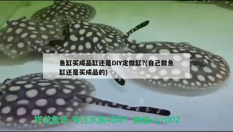 魚缸買成品缸還是DIY定做缸?(自己做魚缸還是買成品的)