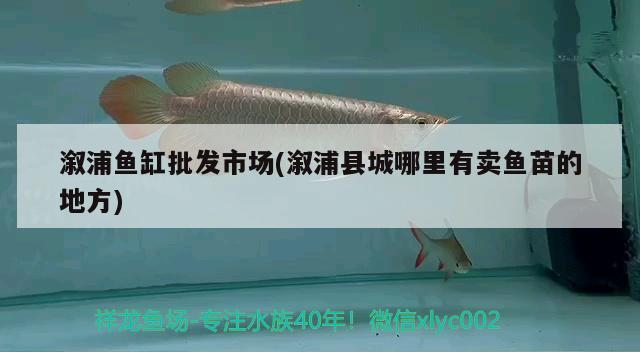 溆浦魚缸批發(fā)市場(溆浦縣城哪里有賣魚苗的地方) 金三間魚