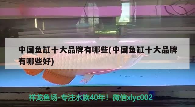 中國(guó)魚缸十大品牌有哪些(中國(guó)魚缸十大品牌有哪些好) 朱巴利魚