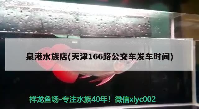 泉港水族店(天津166路公交車發(fā)車時間) 祥龍超血紅龍魚