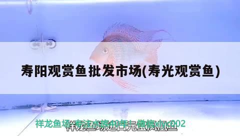 壽陽(yáng)觀賞魚批發(fā)市場(chǎng)(壽光觀賞魚) 觀賞魚批發(fā)