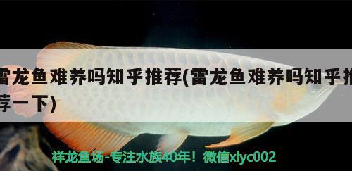 雷龍魚難養(yǎng)嗎知乎推薦(雷龍魚難養(yǎng)嗎知乎推薦一下) 黑帝王魟魚