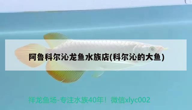 阿魯科爾沁龍魚水族店(科爾沁的大魚)