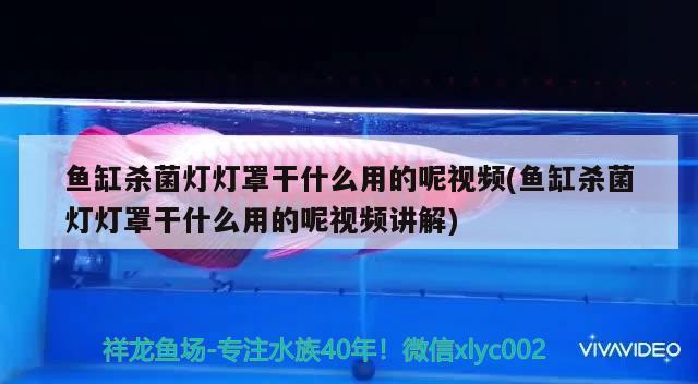 魚缸殺菌燈燈罩干什么用的呢視頻(魚缸殺菌燈燈罩干什么用的呢視頻講解)