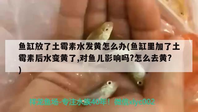 魚缸放了土霉素水發(fā)黃怎么辦(魚缸里加了土霉素后水變黃了,對魚兒影響嗎?怎么去黃?)