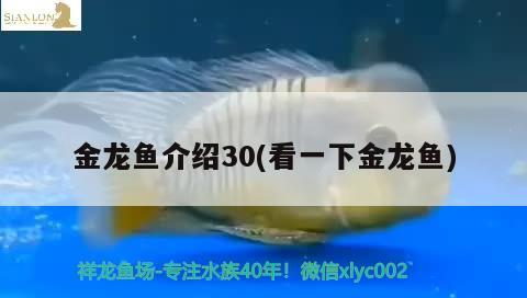 金龍魚(yú)介紹30(看一下金龍魚(yú))