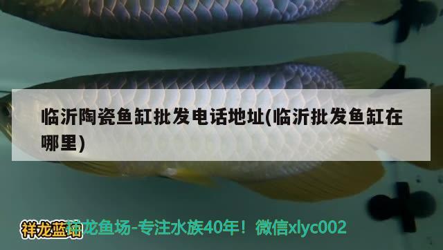 臨沂陶瓷魚缸批發(fā)電話地址(臨沂批發(fā)魚缸在哪里) 賽級(jí)紅龍魚