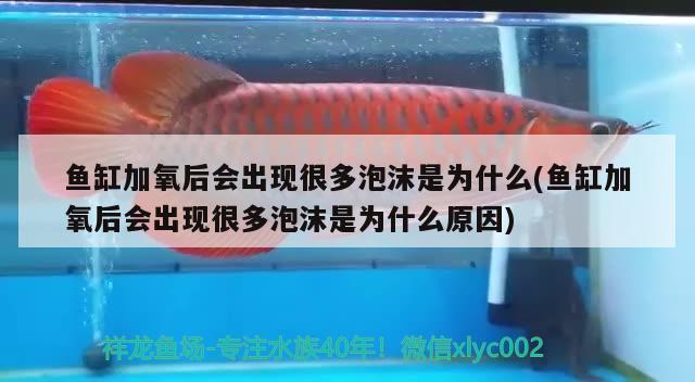 魚(yú)缸加氧后會(huì)出現(xiàn)很多泡沫是為什么(魚(yú)缸加氧后會(huì)出現(xiàn)很多泡沫是為什么原因)