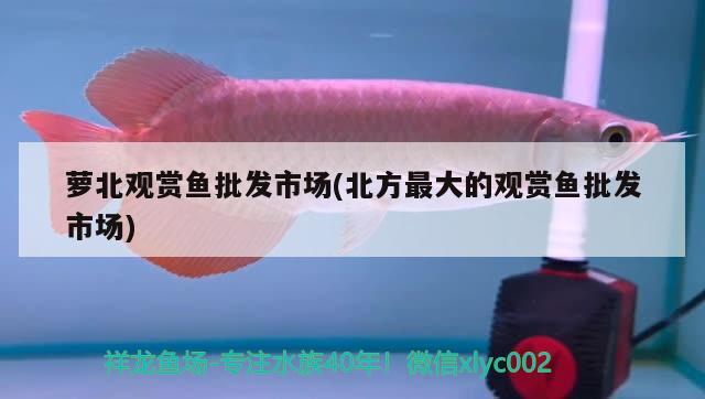 蘿北觀賞魚批發(fā)市場(chǎng)(北方最大的觀賞魚批發(fā)市場(chǎng)) 觀賞魚批發(fā) 第2張