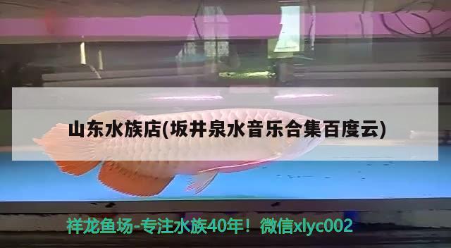 山東水族店(坂井泉水音樂合集百度云) 祥龍藍珀金龍魚