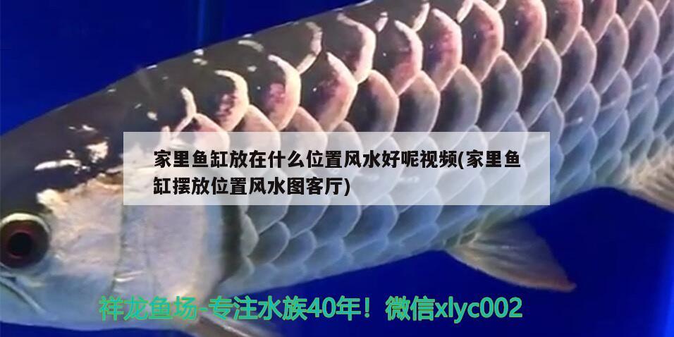 家里魚(yú)缸放在什么位置風(fēng)水好呢視頻(家里魚(yú)缸擺放位置風(fēng)水圖客廳) 魚(yú)缸風(fēng)水