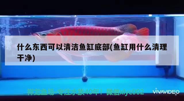 什么東西可以清潔魚缸底部(魚缸用什么清理干凈) 非洲象鼻魚